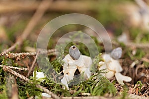 Fruit body of a rayed earthstar Geastrum quadrifidum