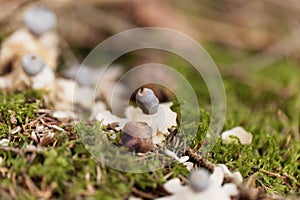 Fruit body of a rayed earthstar Geastrum quadrifidum