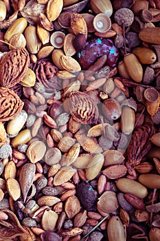 Fruit stones color acorn chestnut photo