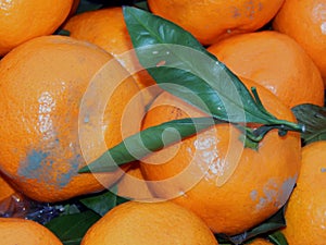 Fruit box with tangerines and green leaves