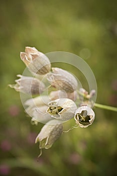 Fruit boxes in the form of bells oberna behen plants Silene Vulgaris posing against green meadow bokeh blurred photo