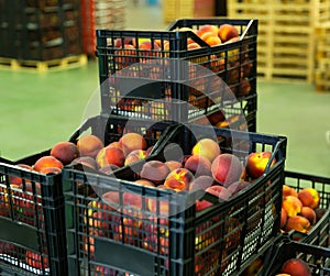 Fruit boxes with freshly harvested peaches in storage warehouse