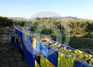 Pieno da limone. lavoratori raccolta limoni un contabilità sul raccogliere limone cabina 