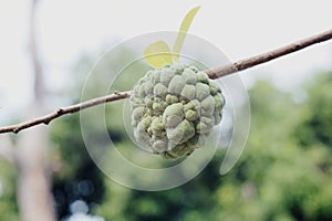 Fruit is on the branch of a tree