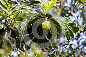 Fruit of a Breadfruit, Artocarpus altilis