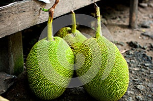 Fruit of a breadfruit - Artocarpus altilis, tree in a section. Jackfruit