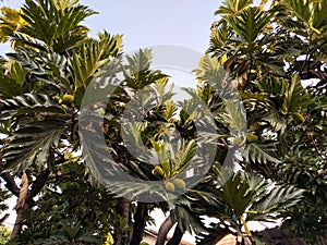 The fruit and breadfruit tree (Artocarpus altilis)