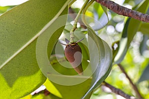 Fruit of Bruguiera gymnorrhiza, Black mangrove, Swart-wortelboom, Isikhangati or Isihlobane hanging on tree. is a Thai herb.
