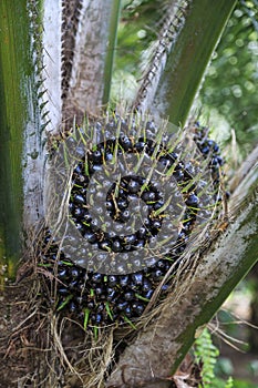 A fruit bunch of an oil palm tree at Kimanis Estate, Sabah, Malaysia