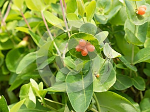 Fruit on the bush, Lonicera caprifolium.