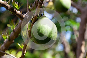 Fruit of a calabash tree, Crescentia cujete