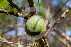 Fruit of a calabash tree, Crescentia cujete