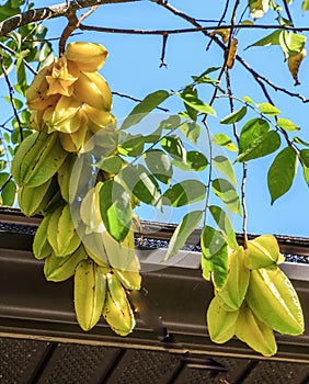 Fruit of the Carambola or Starfruit Tree