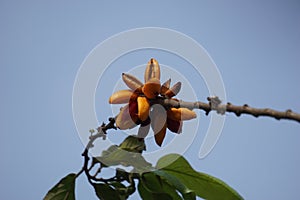 The fruit of Casearia velutina (Gossypiospermum, Synandrina)