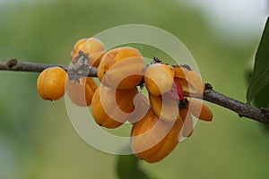 The fruit of Casearia velutina (Gossypiospermum, Synandrina)