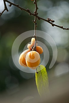 The fruit of Casearia velutina (Gossypiospermum, Synandrina)