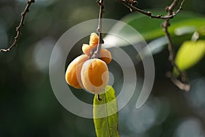 The fruit of Casearia velutina (Gossypiospermum, Synandrina)