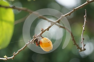 The fruit of Casearia velutina (Gossypiospermum, Synandrina)