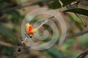 The fruit of Casearia velutina (Gossypiospermum, Synandrina)