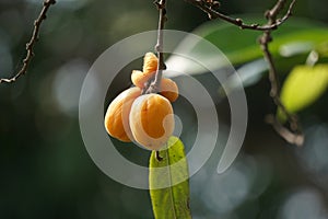 The fruit of Casearia velutina (Gossypiospermum, Synandrina) photo