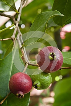 Fruit of Cattley guava or Peruvian guava (Psidium littorale susp. longipes).