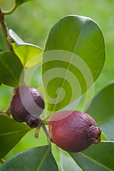 Fruit of Cattley guava or Peruvian guava (Psidium littorale susp. longipes).