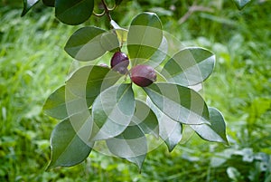 Fruit of Cattley guava or Peruvian guava (Psidium littorale susp. longipes).