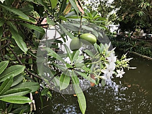 Fruit of Cerbera odollam or Suicide tree or Pong-pong.
