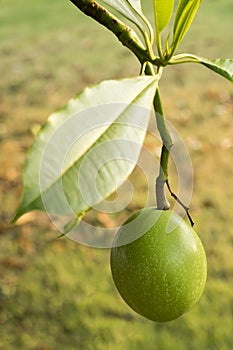 Fruit of Cerbera odollam or Suicide tree or Pong-pong or Othalanga