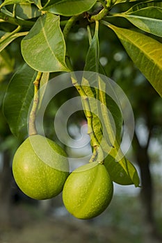 Fruit of Cerbera odollam or Suicide tree or Pong-pong or Othalanga