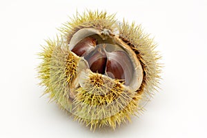 Fruit of chestnut tree