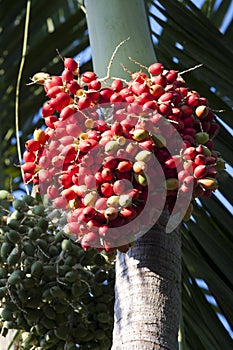 Fruit of the Christmas Palm