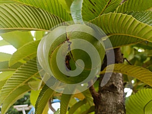The fruit chulta chalta or elephant apple
