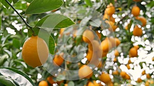 Fruit citrus harvest many ripe yellow lemons hanging on tree branches in lemonaria greenhouse. Lemon garden. Close up