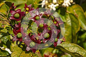 Fruit of the clerodendrum floribundum or lolly bush