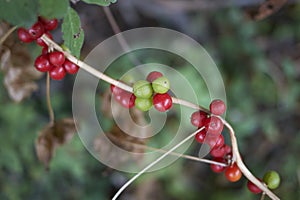 Fruit close up of Dioscorea communis