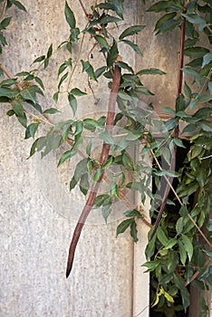 Dolichandra unguis-cati climber vine close up photo