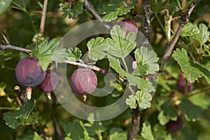 Fruit close up of Ribes uva crispa