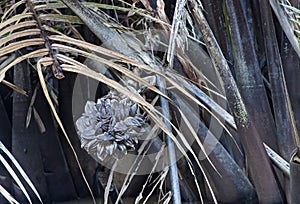 Fruit cluster of Nipa palm