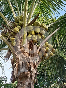 Fruit and coconut tree, Cocos nucifera. photo