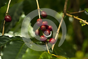 Fruit coffee berries on a coffee tree