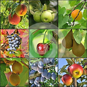 Fruit collage