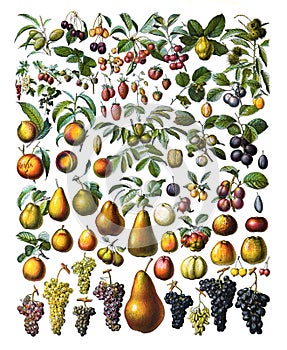 Fruit collection set of fruits or fresh vintage fruits decoration / Antique engraved illustration from from La Rousse XX Sciele