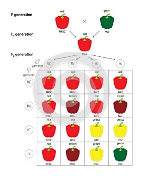 Fruit Color Genetics of Bell Pepper (Capsicum annuum).