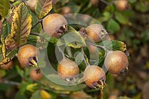 Fruit of Common medlar - Mespilus germanica