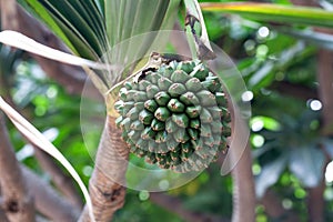 Fruit of a common screwpine, Pandanus utilis