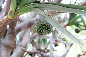 Fruit of a common screwpine, Pandanus utilis