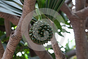 Fruit of a common screwpine, Pandanus utilis