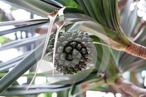 Fruit of a common screwpine, Pandanus utilis