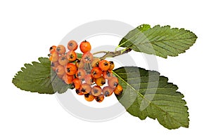 Fruit Common Whitebeam